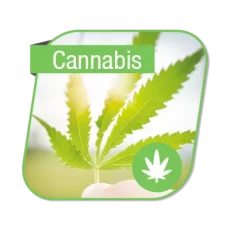 cannabis p